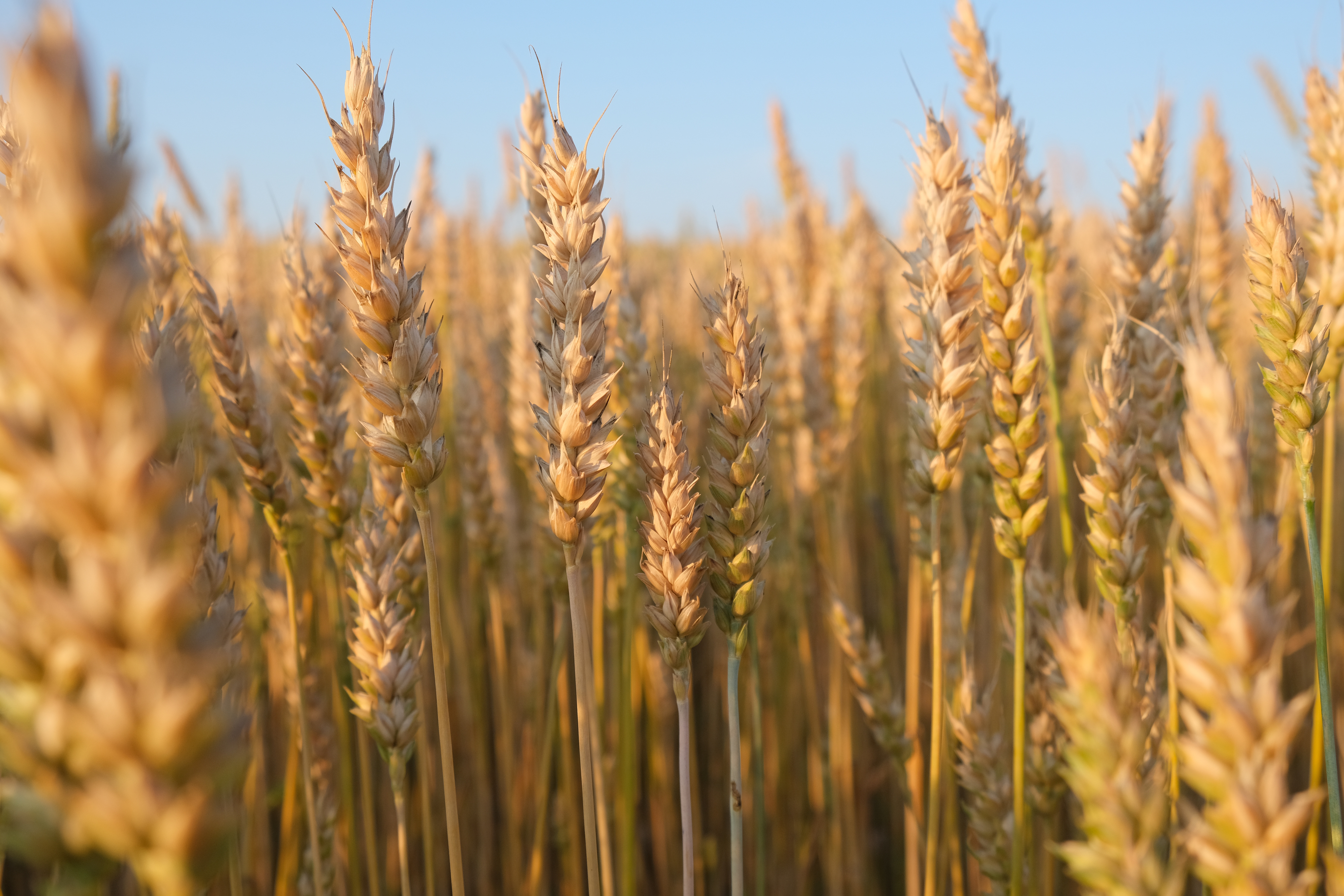Wheat field